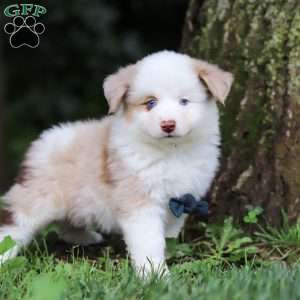Frisky, Miniature Australian Shepherd Puppy
